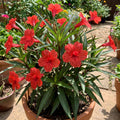 4 Mexican Petunia Live Plants 4–7 Inches Tall, Mexican Petunia Flowering Plants for Borders, Beds or Landscape (Red)