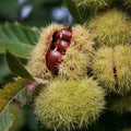 Chestnut Live Plant, Starter Nut Tree, 6-12 Inch Tall