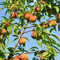 Patio Peach Live Plant, Sweet Peach Fruit Tree, 1-2 Ft Tall