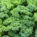 Kale Plants Live for Planting, Live Kale Vegetable in 4" Pot, 3 to 5 Inches Tall, 3 Plants Per Pot, Starter Plant for Home Garden