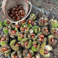 Chestnut Plant Live 6-12 Inches Tall, Chestnut Bareroot Tree