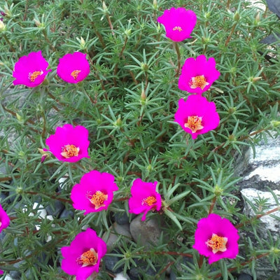 4 Deep Pink Portulaca Live Plants, Moss Rose Portulaca Plants 4-8'' Tall, Rare Flower for Outdoor Garden, Containers or Patio