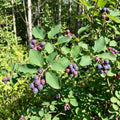 Serviceberry Plant Live, Service Berry Bush, 1-2 Ft Tall