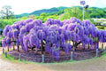 Purple Wisteria Tree Live Plant in 2.5 Inch Pot Size, Wisteria Tree Live Plant for Planting Outdoors