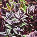 5 Wandering Jew Plants Live Houseplants Cuttings, Purple Wandering Jew Cuttings, Tradescantia Zebrina Live Plant Cuttings Not Plant, No Root