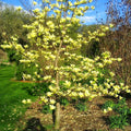 Magnolia Tree Live Plant for Planting, Magnolia Flowers Bush 6 to 12 Inches Height, in Pot, Fragrant Magnolia Shrub (Yellow Bird Magnolia)