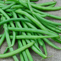 Bean Plant Live 4 Inch Pot, Starter Bean Plant for Garden, Compact Vegetable Plant for Raised Beds, Patio Containers or Outdoor Growing, 3-6 Inches (Bush Bean)