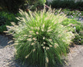 1 Hameln Dwarf Fountain Grass Plant Live for Planting, Dwarf Grass Perennial Garden 4 Inch Pot