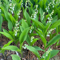 15 Lily of the Valley Plant Roots, Live Lily Rhizomes for Planting, Fragrant White Flowers Lily of the Valley Plant Bare Roots for Outdoor Indoor Home Gardens