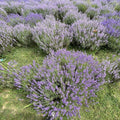 Live Phenomenal Blue Lavender Plant in Quart Pot, Blue Lavender Herb Plant, Fragrant Herb Plants, Perennial Herb for Planting Indoor Outdoor