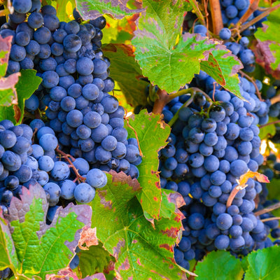 Grape Vine, 1-2 Year Old, Live Grape Fruit Plant Live, Cold Hardy Grape Tree