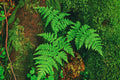 Fern Live Plant Indoors, 10 Cinnamon Fern Plants Live, 3 to 4 Inc Tall, 10 Bare Roots, No Plant