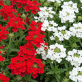 Mix Verbena Plant Live in 4 Inch Pot, Flowering Plant for Garden Beds, Patio Containers, Hanging Baskets