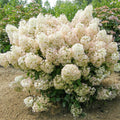 White Flowers to Blush Pink Hydrangea Plant 4 Inch Pot, Hydrangea Shrub Live Plants for Outdoor or Indoor Planting, Change Color Perennial Plant
