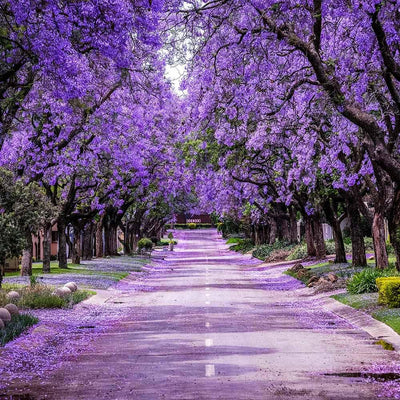 Blue Jacaranda Tree Live, Violet Jacaranda Mimosifolia Plant, 6-8 Inch Tall, Purple Blue Flowering Tree for Outdoor Landscaping