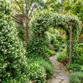 Blooming Jasmine Plant Live, Star Jasmine Live Plant 5 to 7 Inc Tall White Flower Plants
