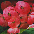Red Crown of Thorns Plant, Euphorbia Crown of Thorns Plant, Live Cactus Plant 4 Inches Pot, Cactus Plant Indoor