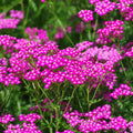 Pink Yarrow Plant Live, Quart Pot, 4 to 6 Inches Tall, Live Yarrow Plant Gardening
