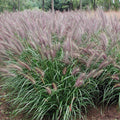 Ornamental Fountain Grass Live Plant Perennial for Outdoor Growing, 4" Pot, Red Fountain Grass Plants Spring Planting