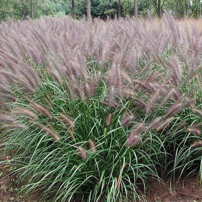 Red Fountain Grass Live Plant, 4" Pot, Perennial Ornamental Grass for Outdoor Planting, Perfect for Spring Gardens