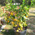 Sets 2 Meyer Lemon Tree Live Plant Potted, 1-2" Starter Yellow Lemon Lime Tree, Fragrant Indoor Outdoor Spring Planting