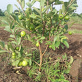 Pink Guava Live Plant, 4 to 6 Inches, Well Rooted Fragrant Guava for Garden