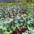Hibiscus Sabdariffa Plant Live, Red Roselle Hibiscus Plant Live, Jamaican Sorrel Hibiscus Flowers, 4-8 Inch Tall, in 4" Pot