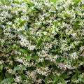 Star Jasmine Live Plant, Live Star Jasmine Plant, White Flowers Vine Live Plants, 4 to 6 Inch Tall, Indoor Outdoor Garden, No Pot, Perennial Flower Starter Plants for Growing
