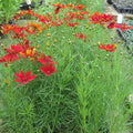 Red Coreopsis Plant Live, 3-5 Inch Tall, Hardy Red Tickseed Flower Plant, Flowering Perennial Garden and Patio, No Pot