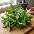 2 Basil Herb Plants in 4 Inch Pot, Live Basil Plant for Gardening, Compact Herb for Indoor Outdoor Containers, 4-6 Inches Starter Plants