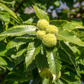 Chestnut Tree Live Plant, Shade Nut Tree, 1-2 Ft Tall