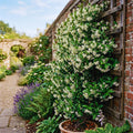 Blooming Jasmine Plant Live, Star Jasmine Live Plant 5 to 7 Inc Tall White Flower Plants