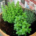 4 Assorted Herbs Plants, Mixed Herb Plants, Basil, Rosemary, Mint, Lemon Balm, and Other Varieties, 3-6" Live Herbs Collection for Indoors Outdoors Garden, Kitchen, Well Rooted, No Pot