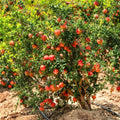 3 Pomegranate Trees Live Plants Cold Hardy, Large Sweet Fruit Pomegranates Plants Well-Rooted, 5-9 Inches Tall, No Pot