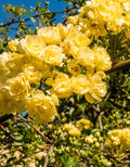 Yellow Rose Bushes Ready to Plant, Roses Live Plants Fragrant, 6-8 Inc Tall in Pot, Year-Round Blooming, Can Grow as Bush or Climber