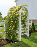 Yellow Rose Live Plant, Can Grow As Rose Bushes Shrubs or Climbing, Fragrant Ready to Plant, Starter Size, 5 to 10 Inc Tall, Dormant in Winter