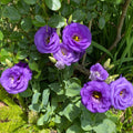 Purple Lisianthus Live Plant 3-5" Tall, Eustoma Lisianthus Flowers Plant, Purple Blooming Flower for Outdoor and Indoor Growing, No Pot