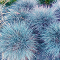 1 Blue Fescue Grass Plant Live for Planting, Ornamental Grass Perennial Garden 5-10 Inch Tall