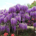 Purple Wisteria Tree Live Plant Well Rooted in 4 Inch Pot, Fragrant Wisteria Flowers for Outdoor Planting, 4 to 7 Inches Height