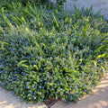 Set of 2 Live Evolvulus Blue Daze Plants, Flowering Ground Cover, 4–6 Inch Tall, Suitable for Indoor Outdoor Garden