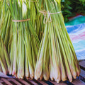 6 Lemon Grass Live Plants Stalks, Lemongrass Plant, Perennial Herb Plants, Well Rooted Between 5 and 7 inches Long
