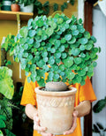 XL Large Stephania Cephalantha Bulb Size 2.5" to 3" Wide, Large Size for Fast Growing Stephania Plant Indoor Outdoor, Erecta Caudex Like, Rare Succulent Houseplant