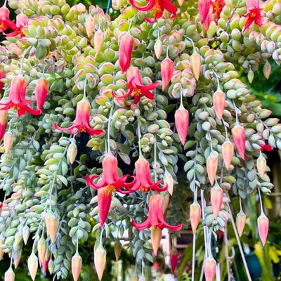Cotyledon Pendens Succulent Live Plant in 4 Inch Pot, Trailing Succulent Plant Live Houseplant