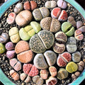 20 Pack Assorted Lithop Live Plants, Rare Living Stone Succulents Plants Live for Indoor Gardens, Lithops Seedlings