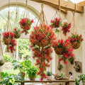 Air Plants Live, 10 Red Tillandsia Air Plants Live Houseplants for Growing Indoors Outdoors, 2 to 3 Inches Tall