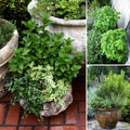 Set 3 Mix Herb Plants, 3-6" Tall Assorted Herb Starter Plants, Rosemary, Lemon Balm, Lavender, Mint and Other Varieties, Without Pot, Fragrant Herbs Plant for Garden