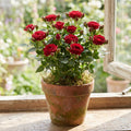 Red Mini Rose Plant Live in 4 Inch Pot, Miniature Rose Flower Plant for Indoor Outdoor Garden, Patio and Home Decor, 4-6 Inches