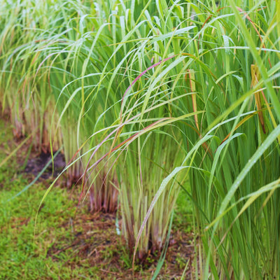 6 Lemon Grass Live Plants Stalks, Lemongrass Plant, Perennial Herb Plants, Well Rooted Between 5 and 7 inches Long