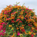 2 Gold Bougainvillea Plants Live Rooted for Garden, Bougainvillea Live Plant, 4 Inc to 6 Inc Tall, Live Bougainvillea Plant