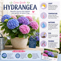 Pink Hydrangea Bush Live Plant, Live Flowering Shrub, 1-1.5 Ft Tall